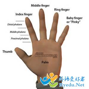 human fingers