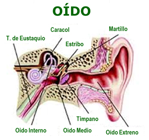 西语耳朵结构